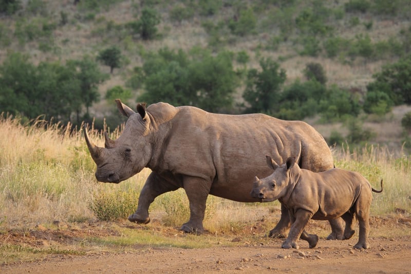 Wildlife Conservation