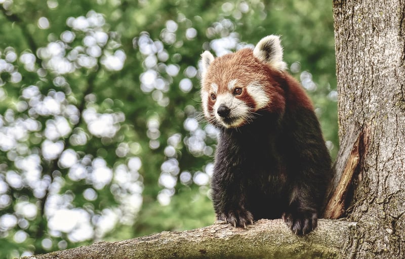 Panda Conservation